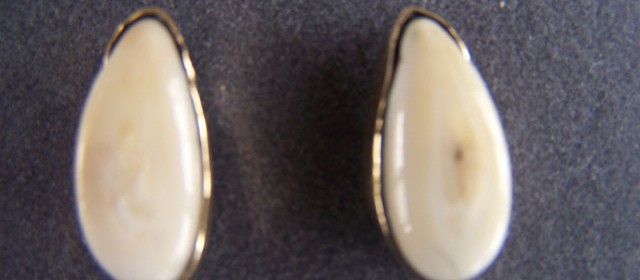 Elk tooth and gold post earrings